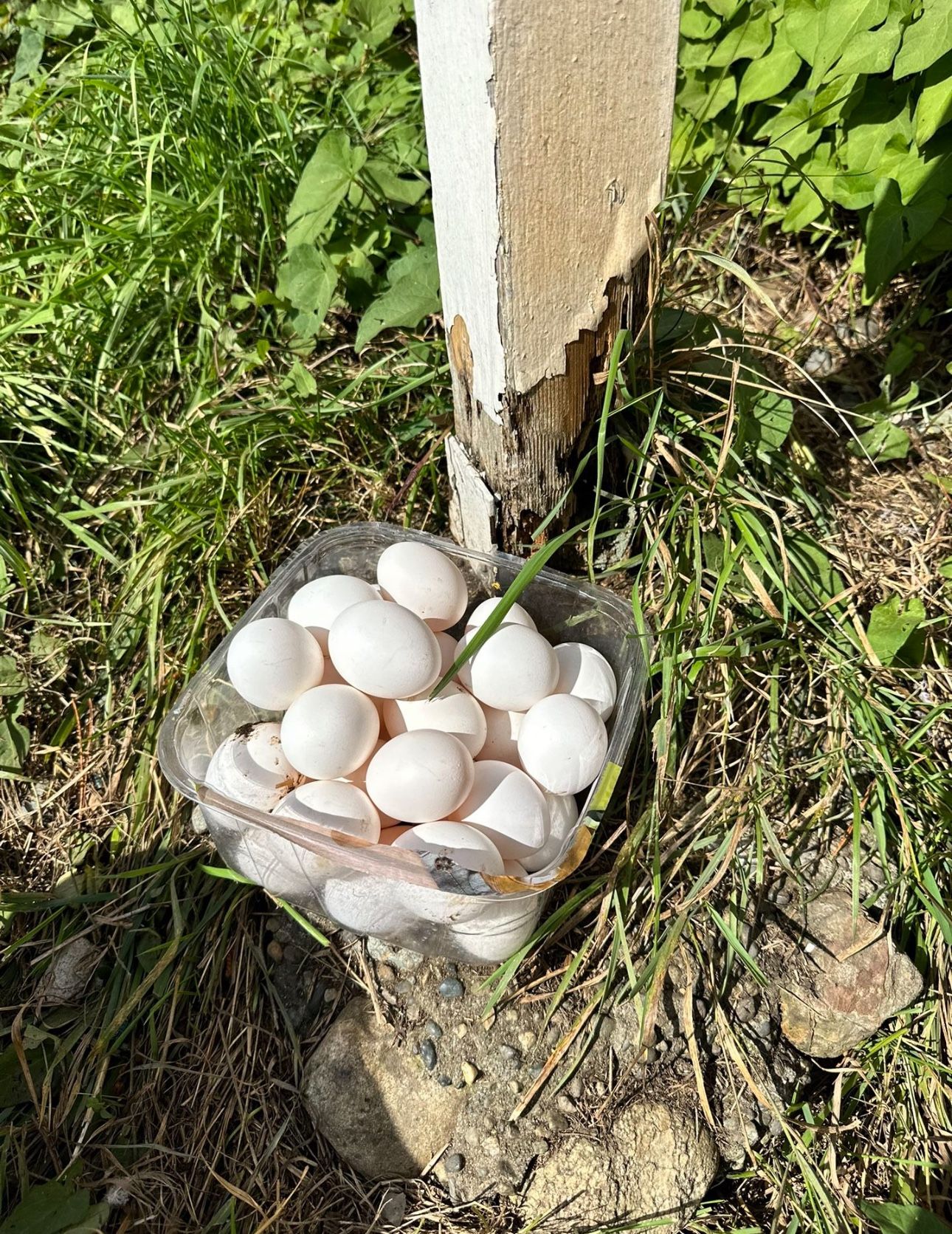 Farm Fresh Eggs!!