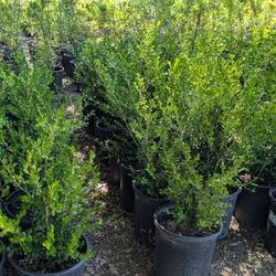 Boxwood