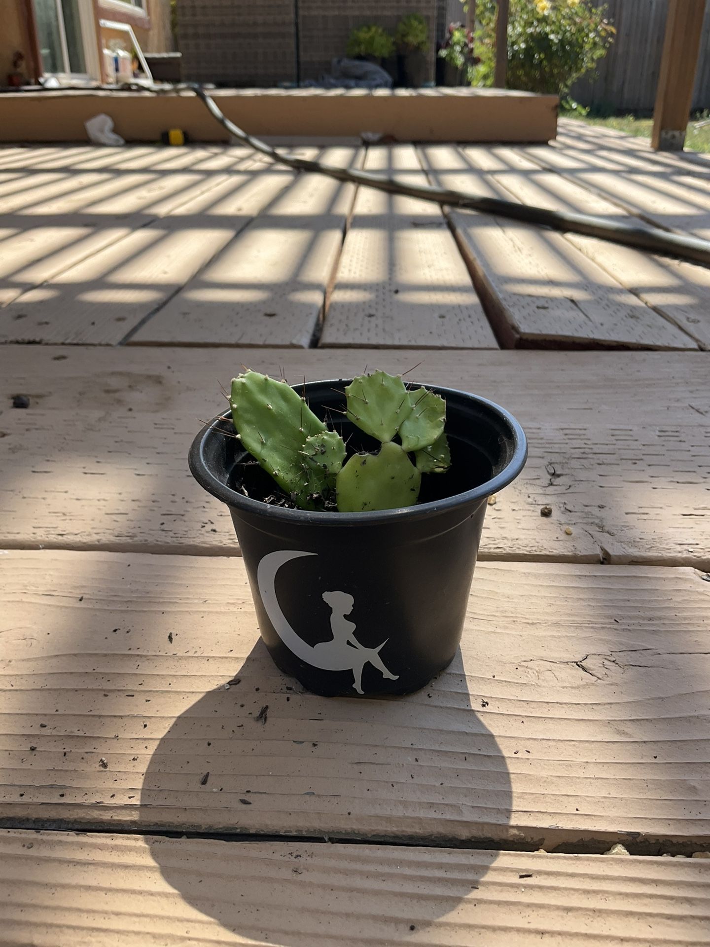 Small Cactus