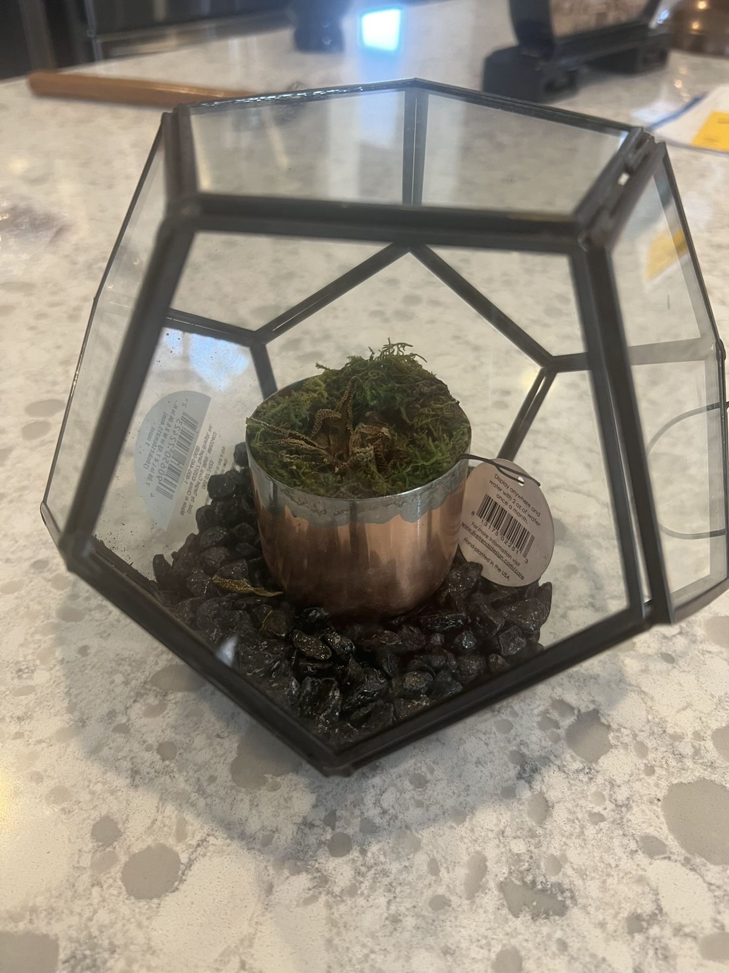 Glass Hydroponic Decrotive Planter?
