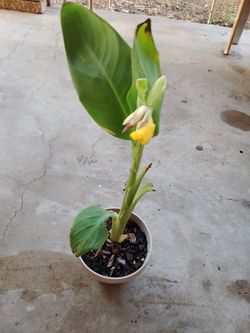 coyol igual que la flor $5 cada uno