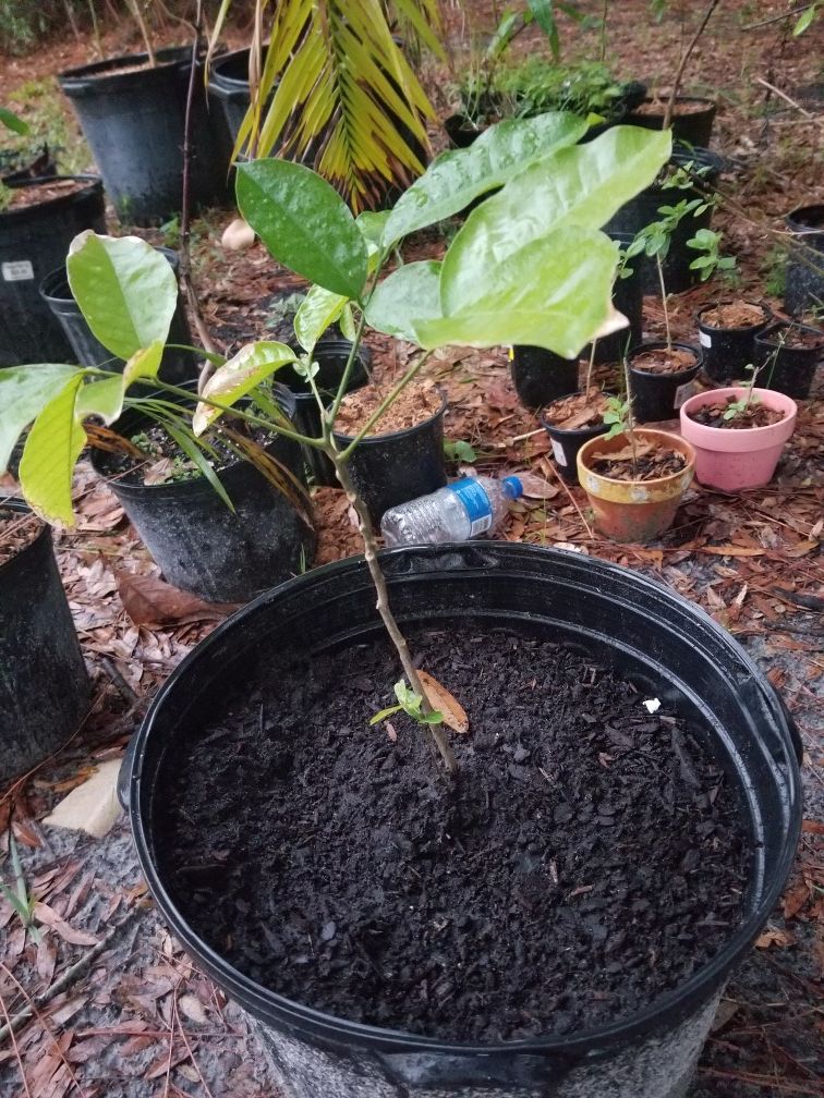 Ackee tree national fruit tree of Jamaica