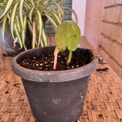 Young darkstar plant