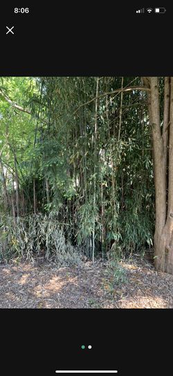 Bamboo