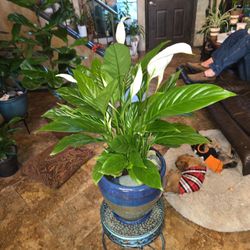 2ft 6in Tall Live Peace Lilly In Gorgeous 10in Ceramic Pot With Cool River Rocks
