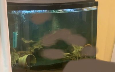 Bowfront Aquarium 32-33 Gallon