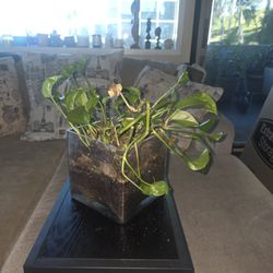 Plant 25 Or Best Offer 