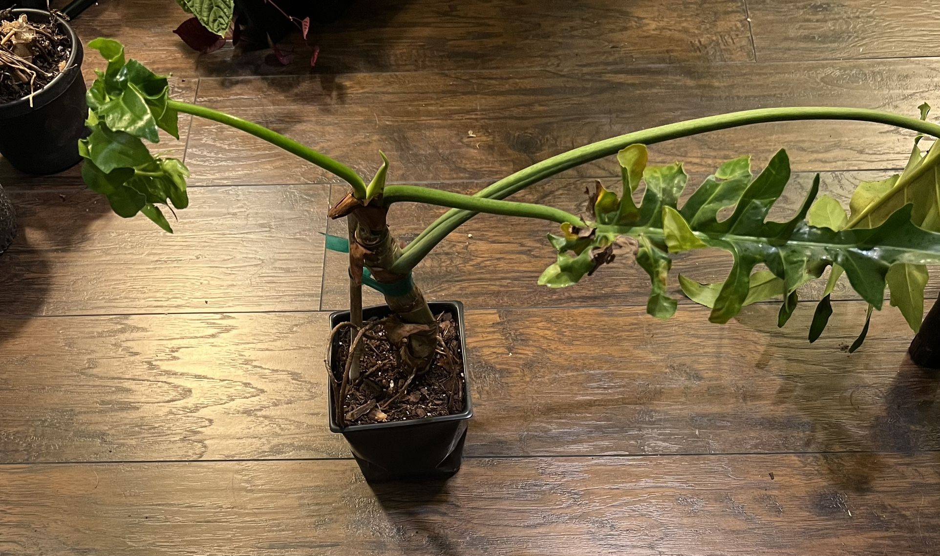 Philodendron Bob Cee Plant - benaras.co