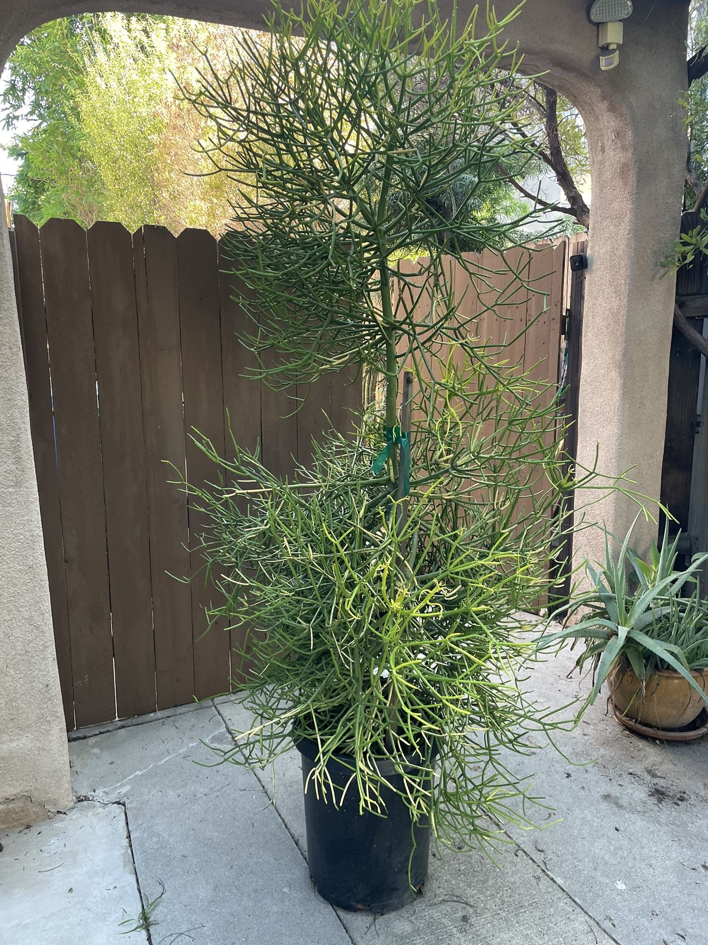 Euphoria Tirucalli - Sticks On fire - large Succulent plant