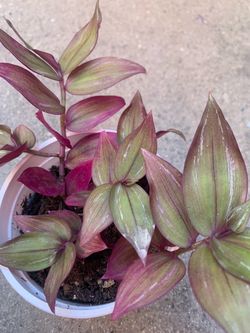 Tradescantia