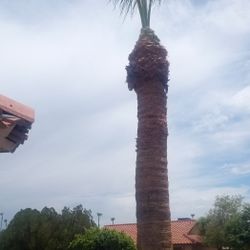 AZ Hardscape Landscape Trees Palms Trimming Paver Stone 