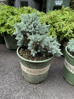 Dwarf Blue Star Juniper Bushes 