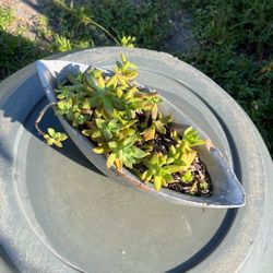 Succulents In A Boat