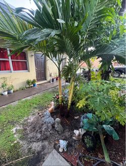 1 triple christmas tree palm