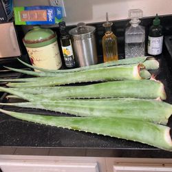Fresh Aloe Vera Leaves $1 each
