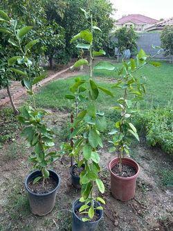 Sweet lemon tree for sale