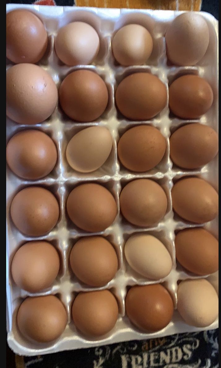 Fresh Eggs