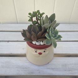 Mini Succulent Arrangement