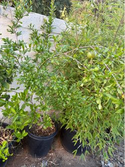 Large Pomegranate Tree
