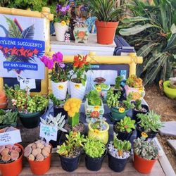 Plant Sale This Week IN San Lorenzo. DM FOR Appt Please