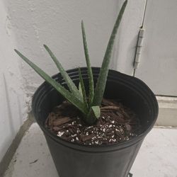 Aloe Vera plant