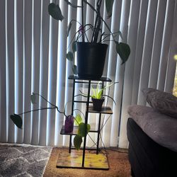 Plants