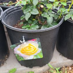 Rosales De 3gallon Diferentes Colores De Flores 