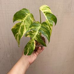 Epipremnum Golden Flame