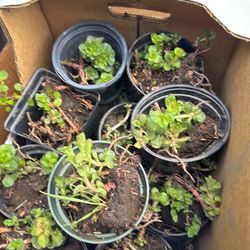 flower starts ~ $1  each