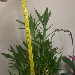 Lucky Bamboo 