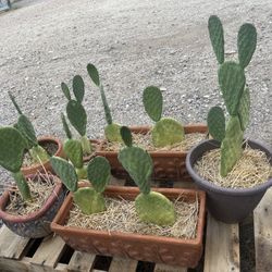Prickly Pear Cactus Plants - Potted & Ready To Grow
