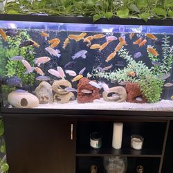 Fish Tank