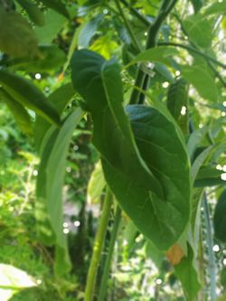 Avocado tree