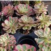 Pop’s Plants 