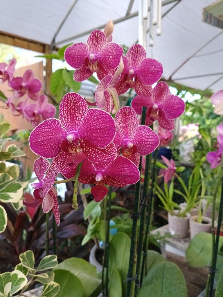 Beautiful Orchids Only $20π©·πΊ