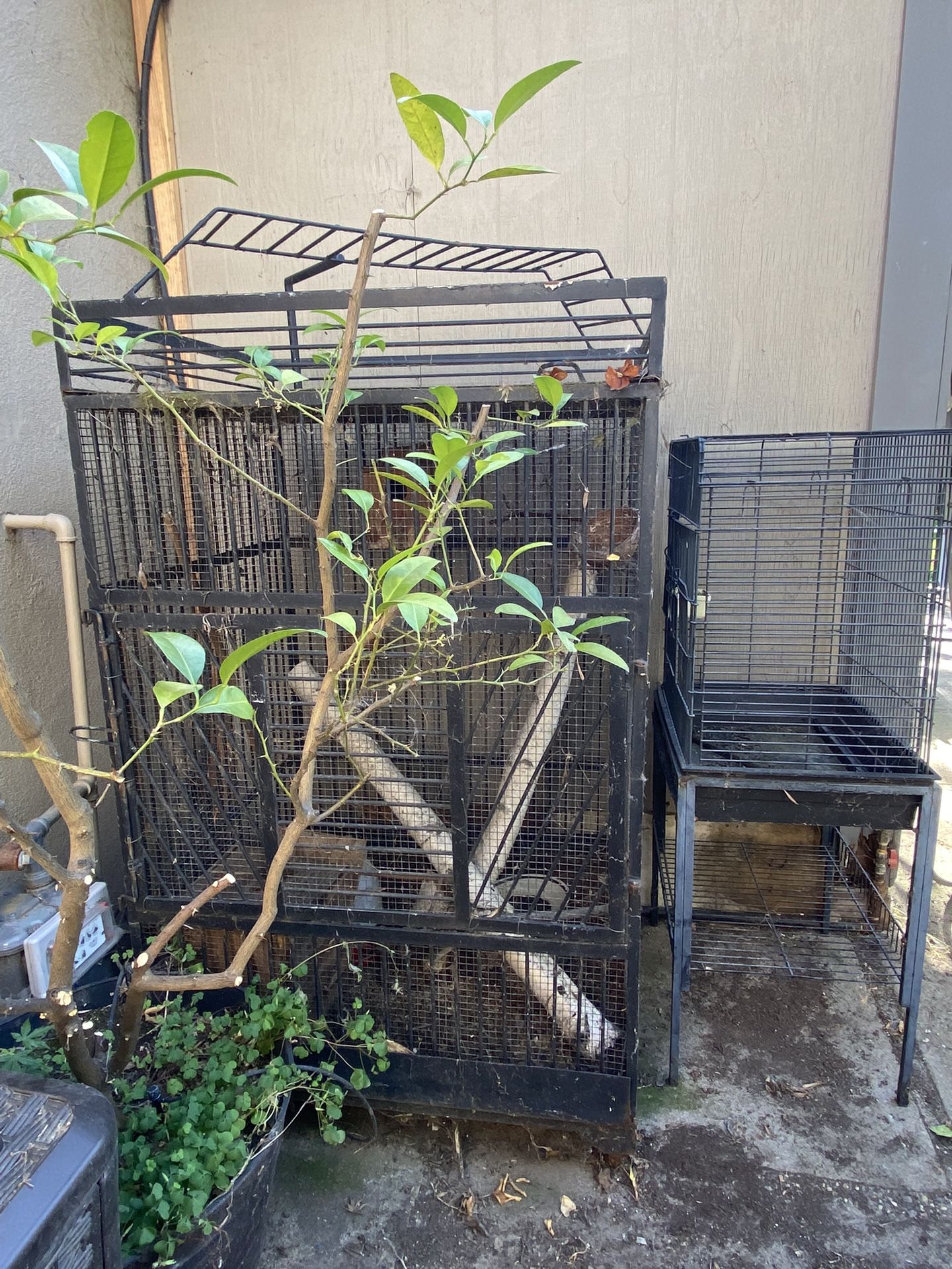 Bird Cages