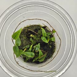 Microgramma Cf. Reptans #3
