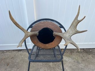 Vintage Mounted Moose Antlers on Oak Plaque, 31" Spread, Mid-Century Cabin Decor