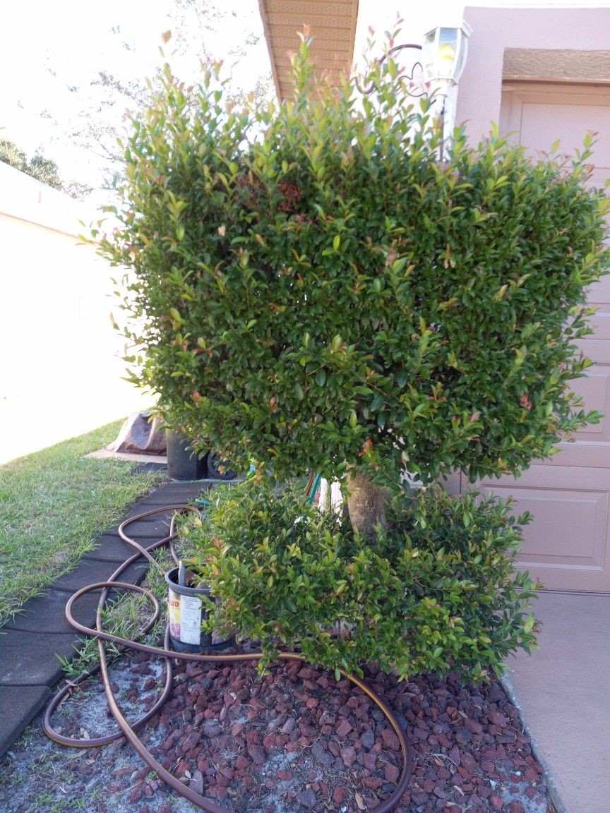 Healthy Topiary Evergreen "TOPIARY" 🌲