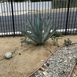 Agave 
