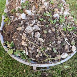 Free White Rocks. Pick Up In Pharr 