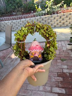 Elephant Bush Succulent Arch with Fairy House