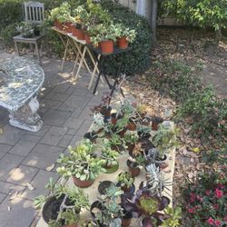 🪴🌵🌱MOVING OUT PLANTS SALE!!! 🪴🌱🌵