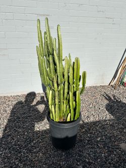 Huge African Milk Tree 🌵 Tall & Full