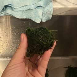 Moss Clumps 