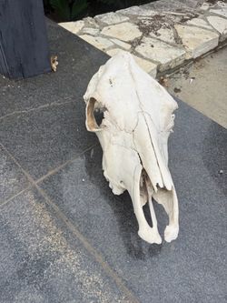Bull skull