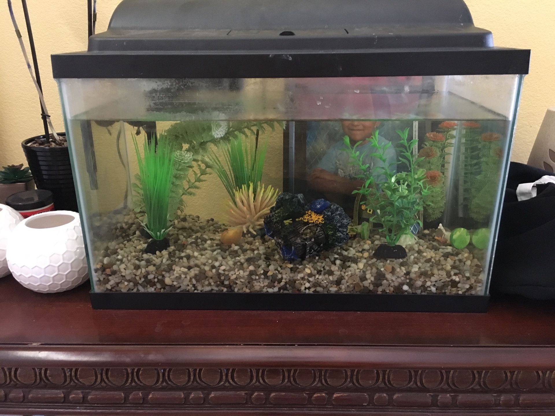 Fish tank all decorations including