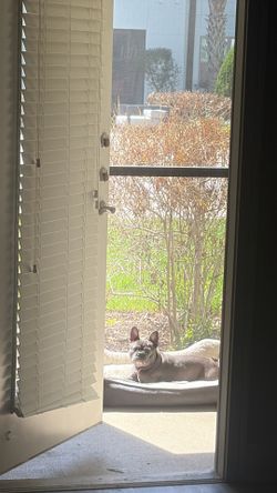 Frenchie