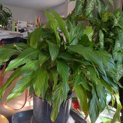 2 Plants