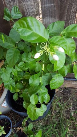 Arabian Jasmine blooming
